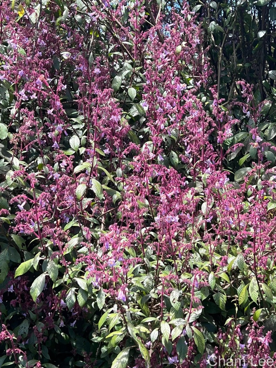 Strobilanthes pulcherrima T.Anderson
